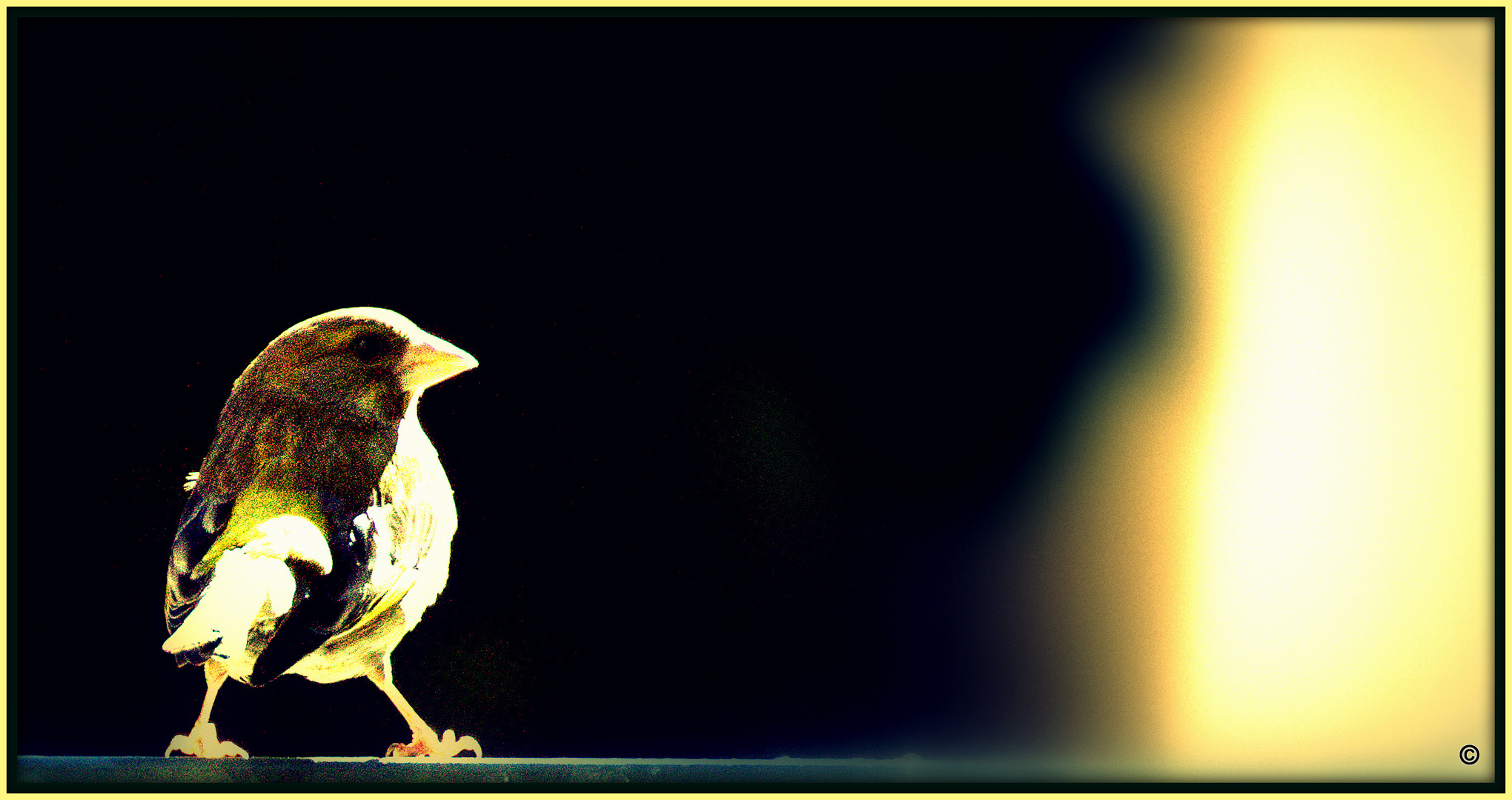 Carduelis chloris - Der Grünfink...