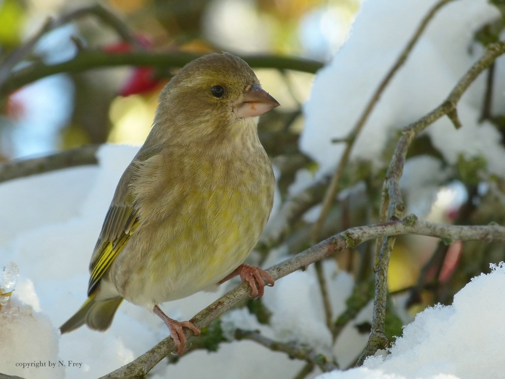 Carduelis chloris - ein Grünfink ( weibl.)