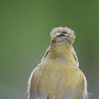 Carduelis chloris