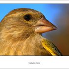 Carduelis chloris