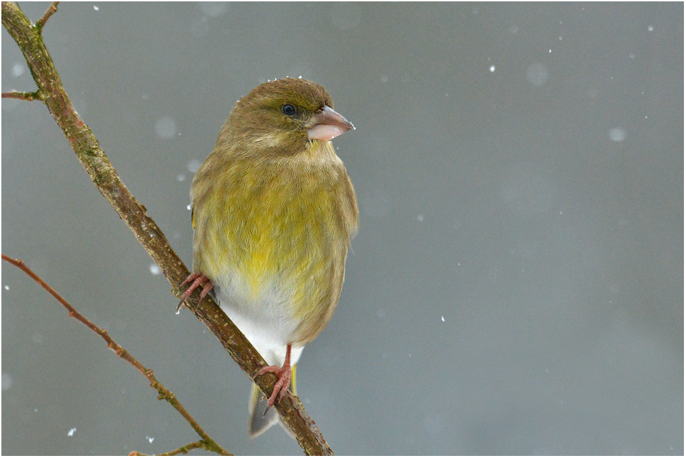 Carduelis chloris - Grünfink