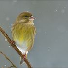 Carduelis chloris - Grünfink