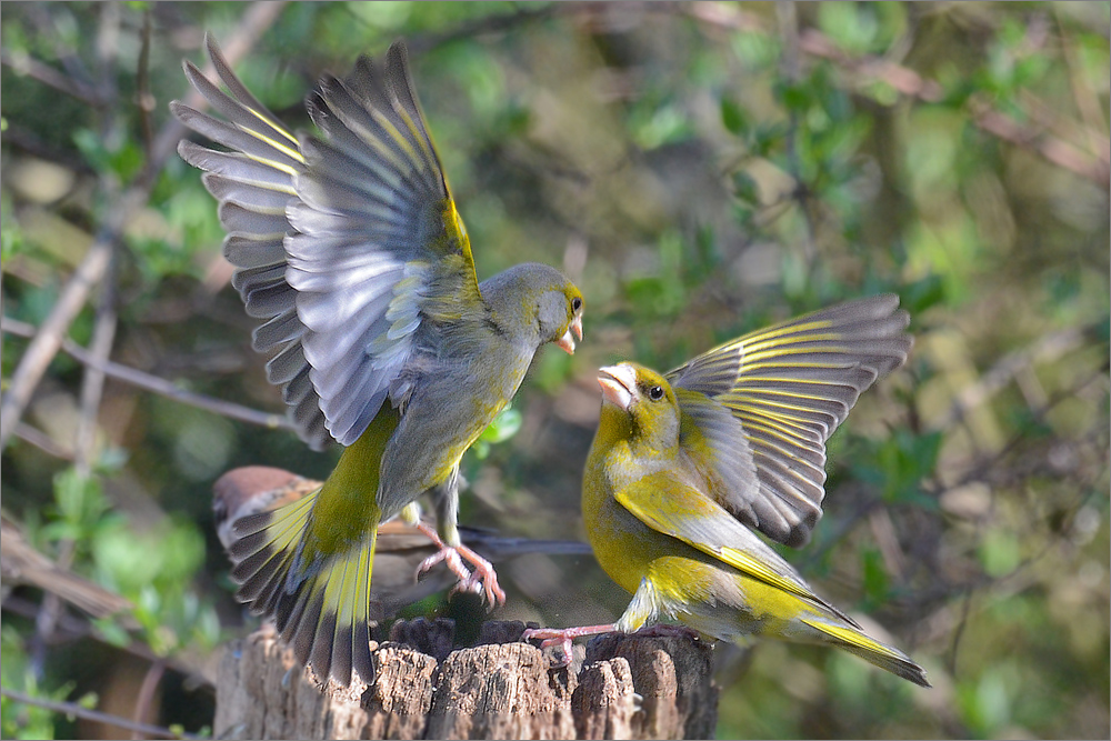 Carduelis chloris - Grünfink