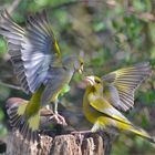 Carduelis chloris - Grünfink