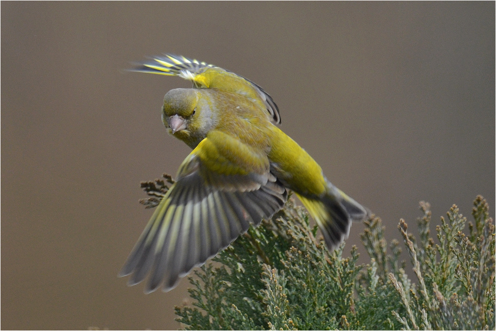 Carduelis chloris - Grünfink