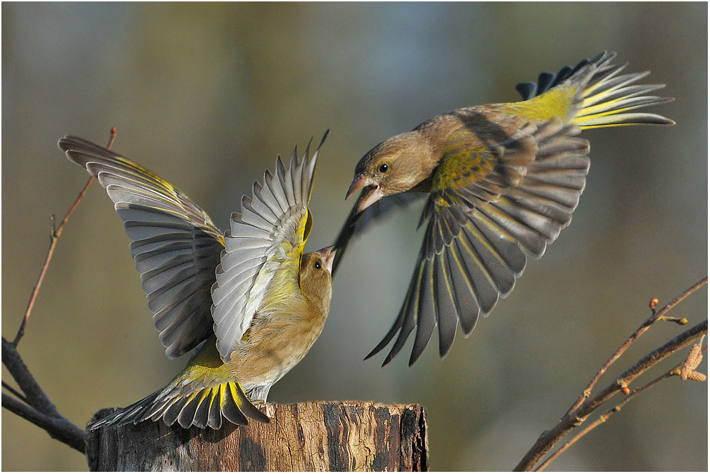 Carduelis chloris - Grünfink