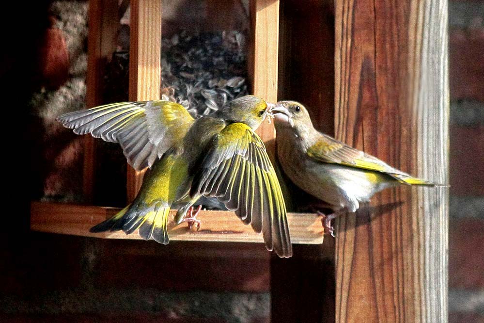 Carduelis chloris - wenn das keine Zuneigung ist -