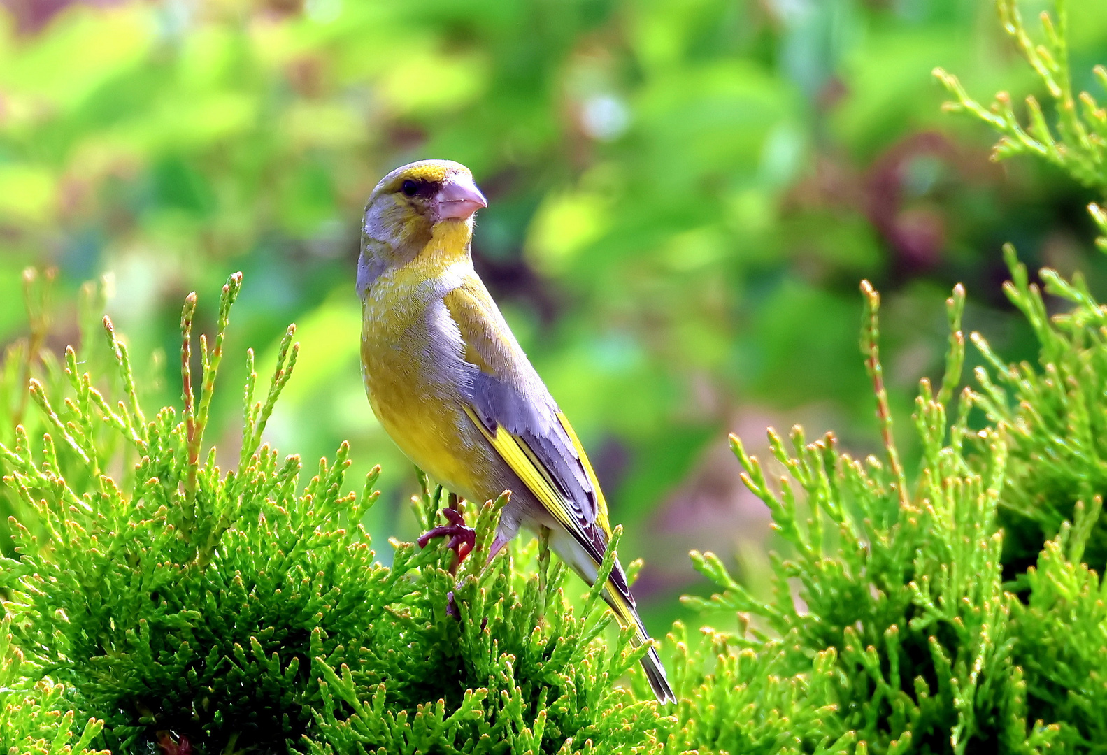  Carduelis citrinella