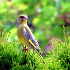  Carduelis citrinella