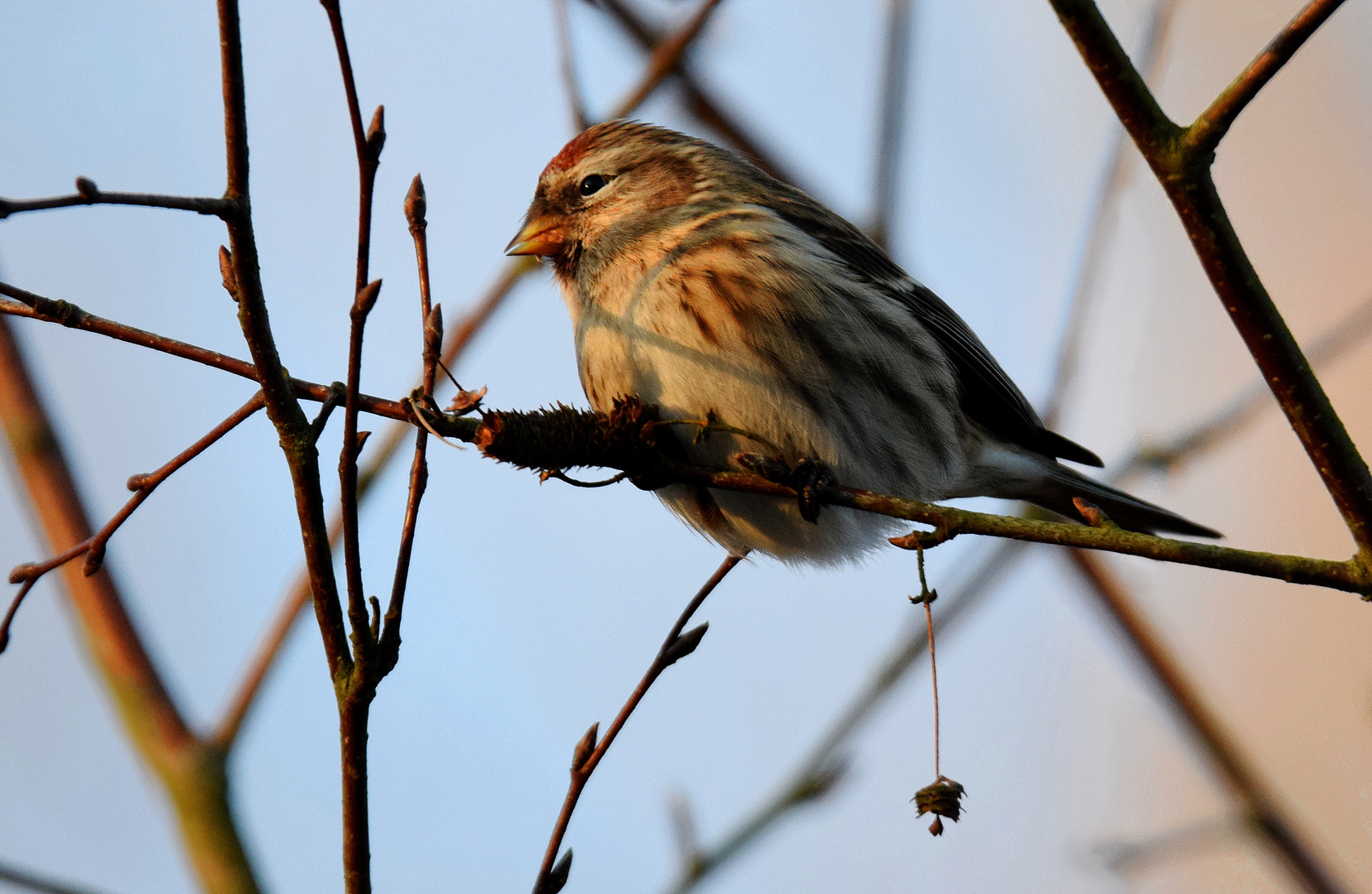 Carduelis flammea