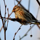 Carduelis flammea