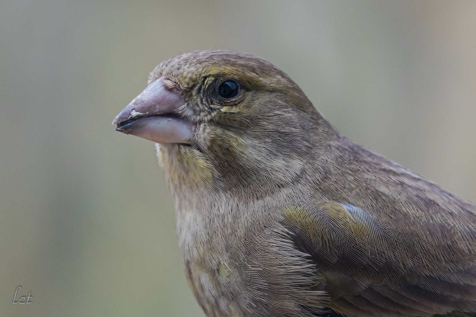 Carduelis Portrait