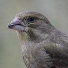 Carduelis Portrait