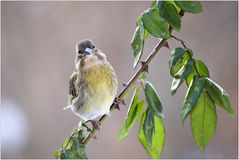 Carduelis spinus