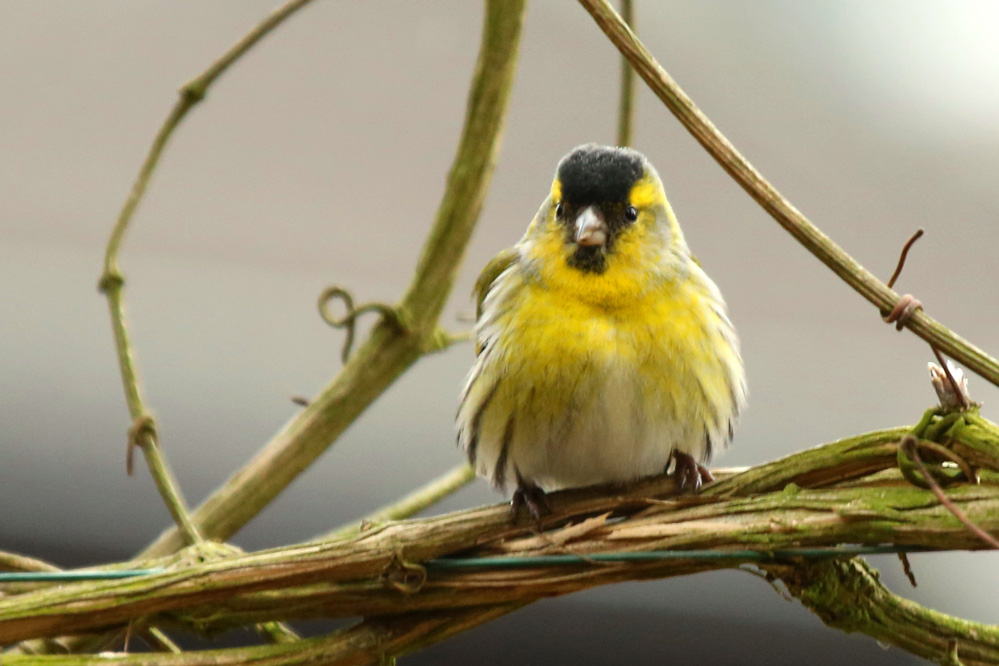 Carduelis spinus