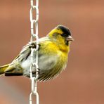 Carduelis spinus an der Kette (freiwillig !!)