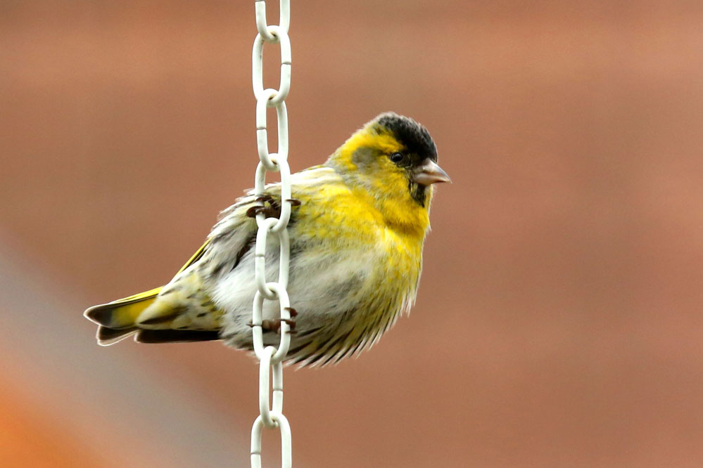 Carduelis spinus an der Kette (freiwillig !!)