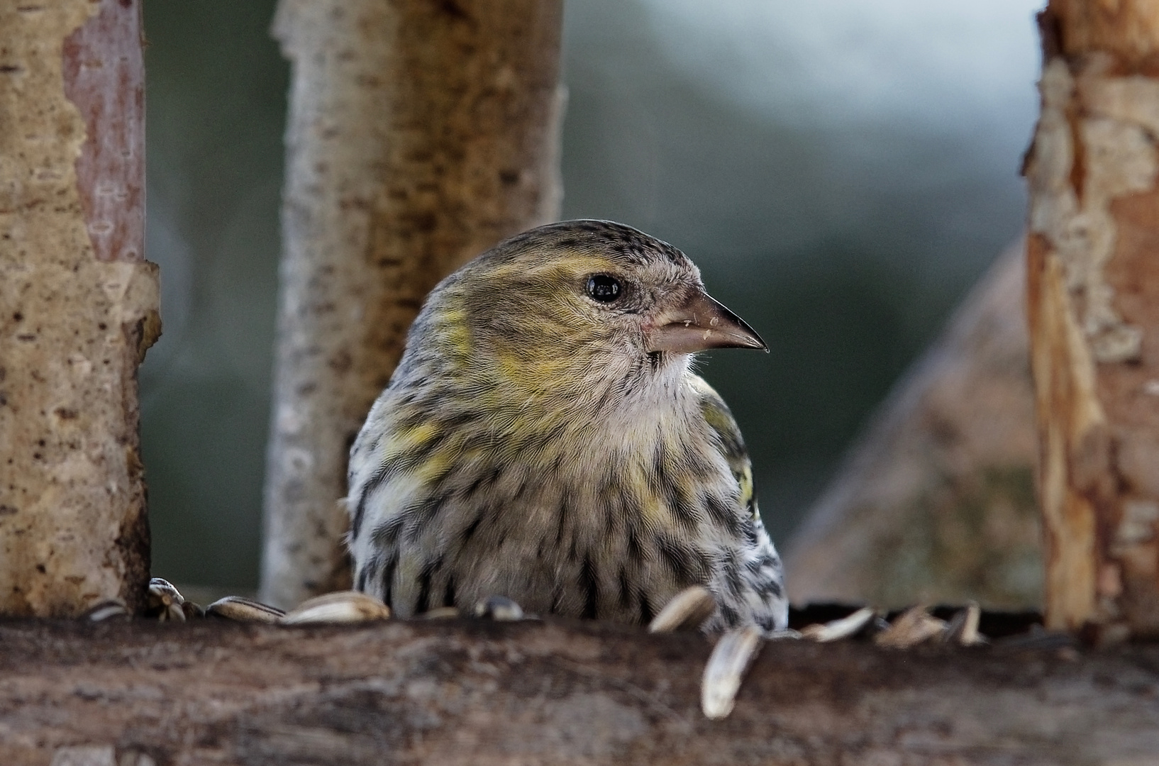 Carduelis spinus