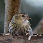 Carduelis spinus