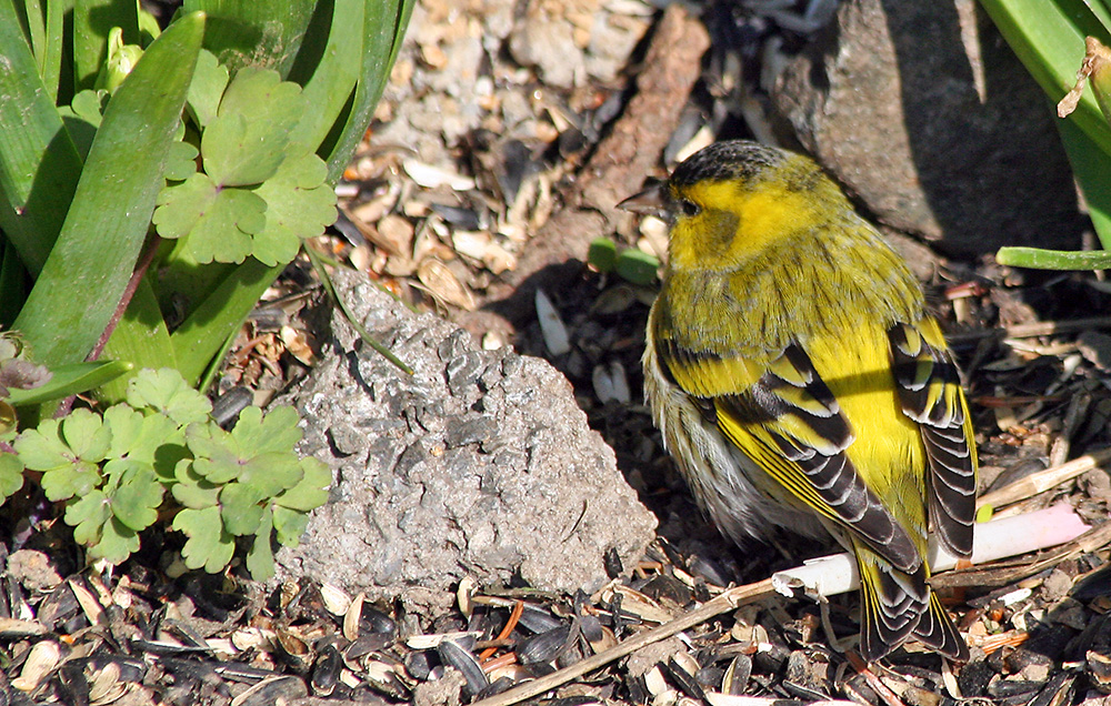 Carduelis spinus - der erste Erlenzeisig , den ich sehe und gleich gelungen !!