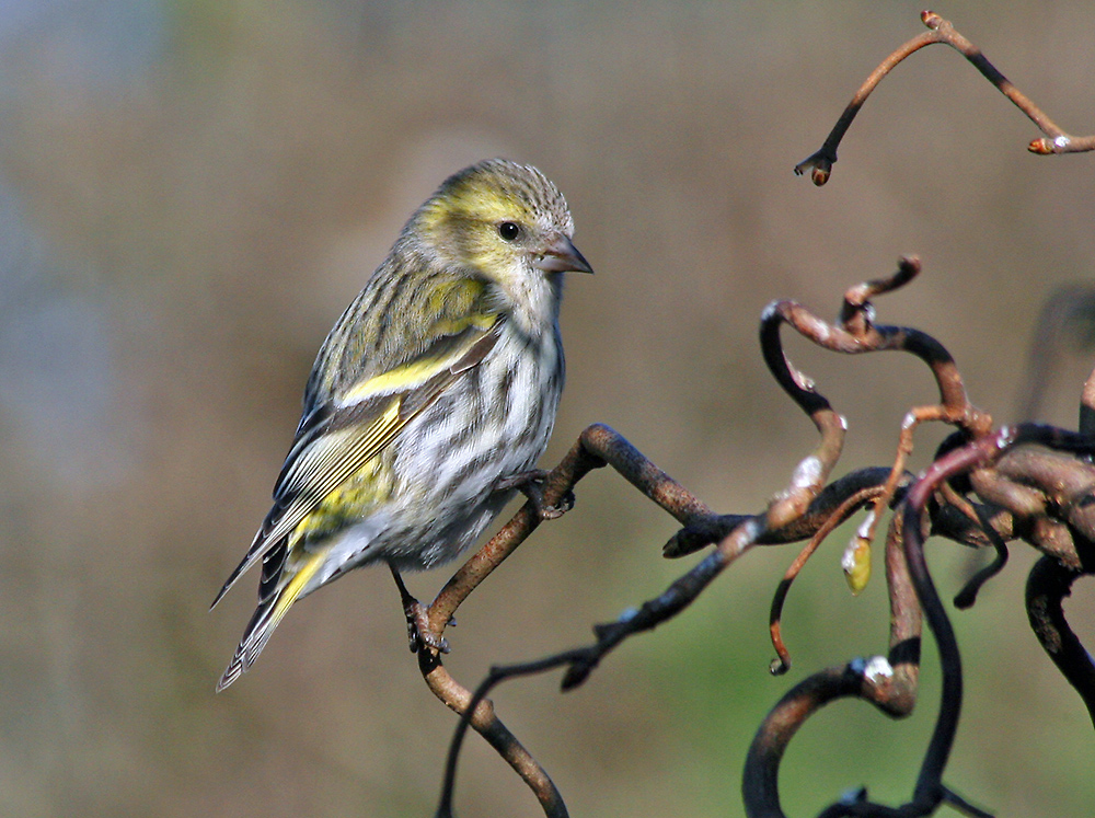 Carduelis spinus - weiblicher Erlenzeisig