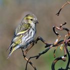 Carduelis spinus - weiblicher Erlenzeisig