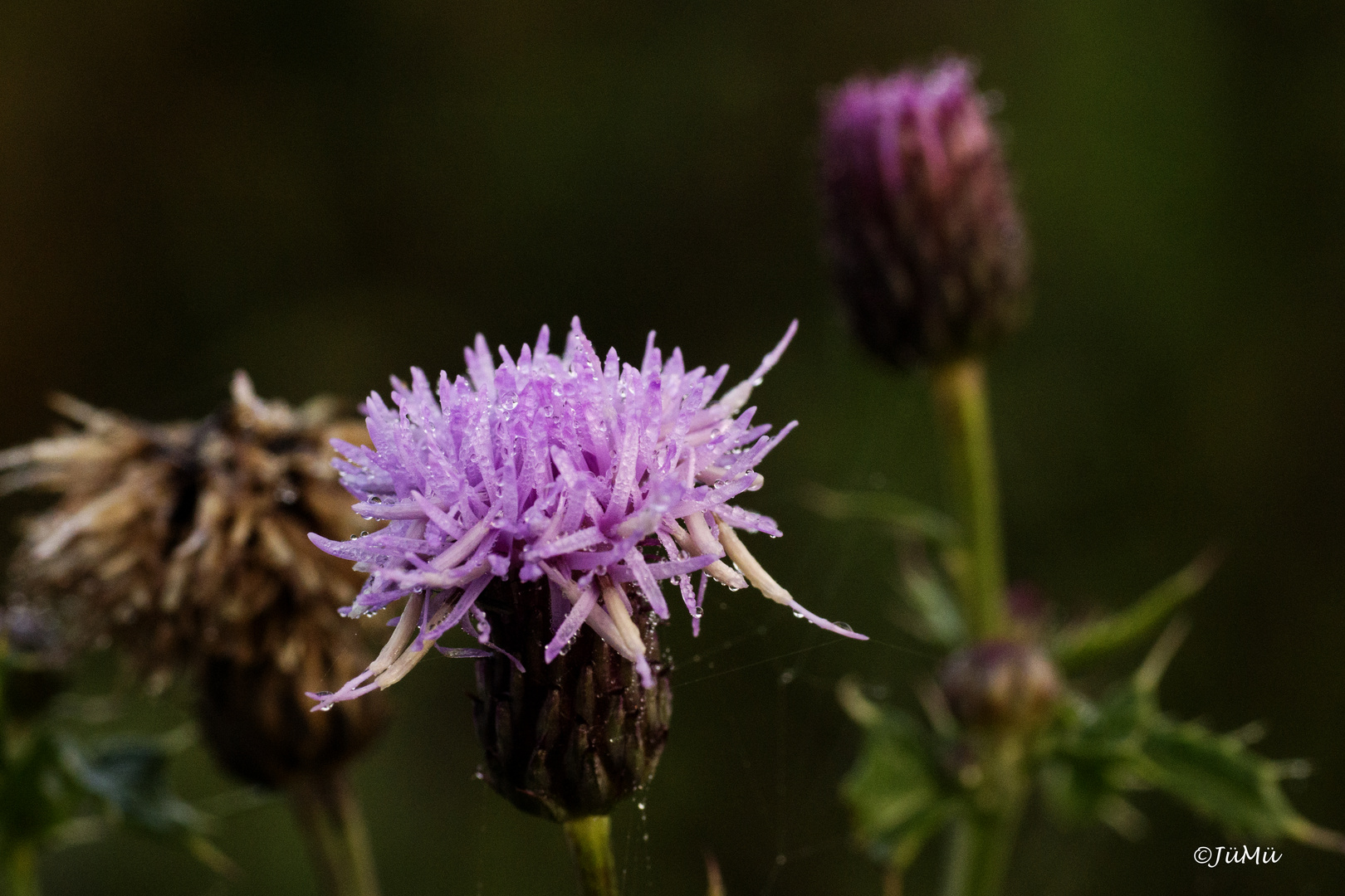 Carduus Foto & Bild pflanzen, pilze & flechten, landschaft, Äcker