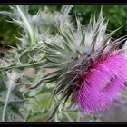 Carduus nutans, nickende Distel