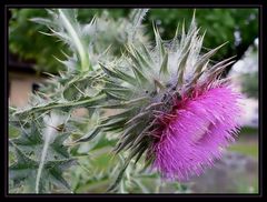 Carduus nutans, nickende Distel