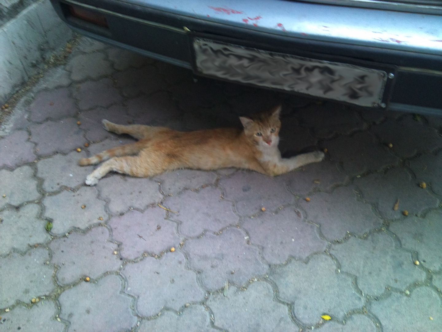 Careless Cat in Damascus