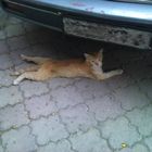 Careless Cat in Damascus