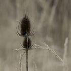 caresses naturelles 