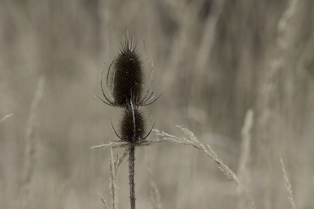 caresses naturelles 