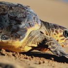 Caretta Caretta 2