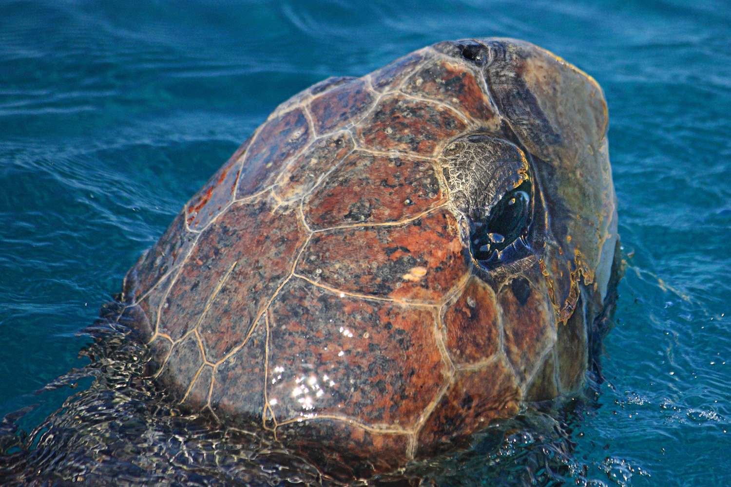 Caretta Caretta