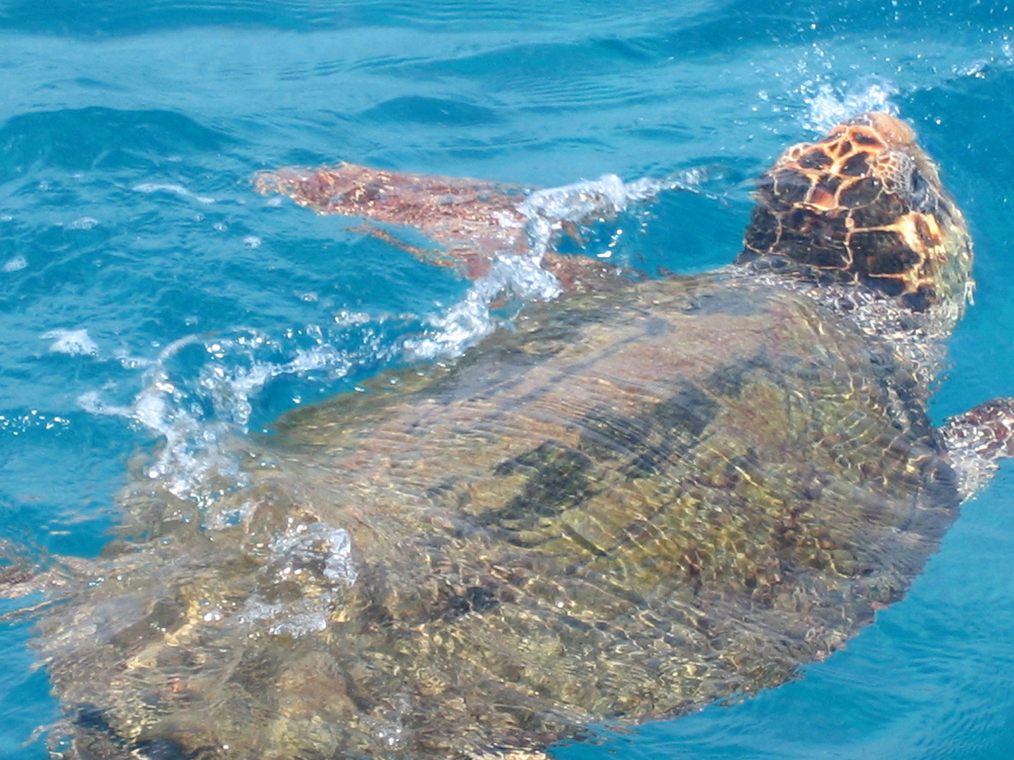 Caretta Caretta Foto & Bild europe, greece, ionic islands Bilder auf