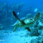 Caretta caretta