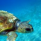 Caretta Caretta