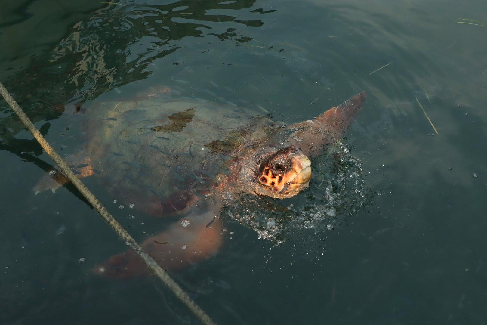 Caretta-Caretta Meeresschildkröte