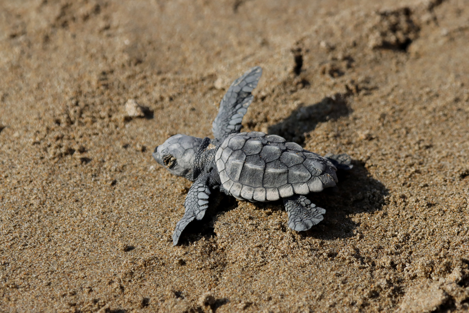 Caretta Caretta Schildkröte