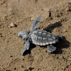 Caretta Caretta Schildkröte