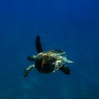 Caretta / Unterwasser