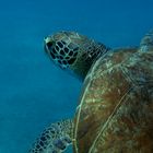 Caretta Unterwasser