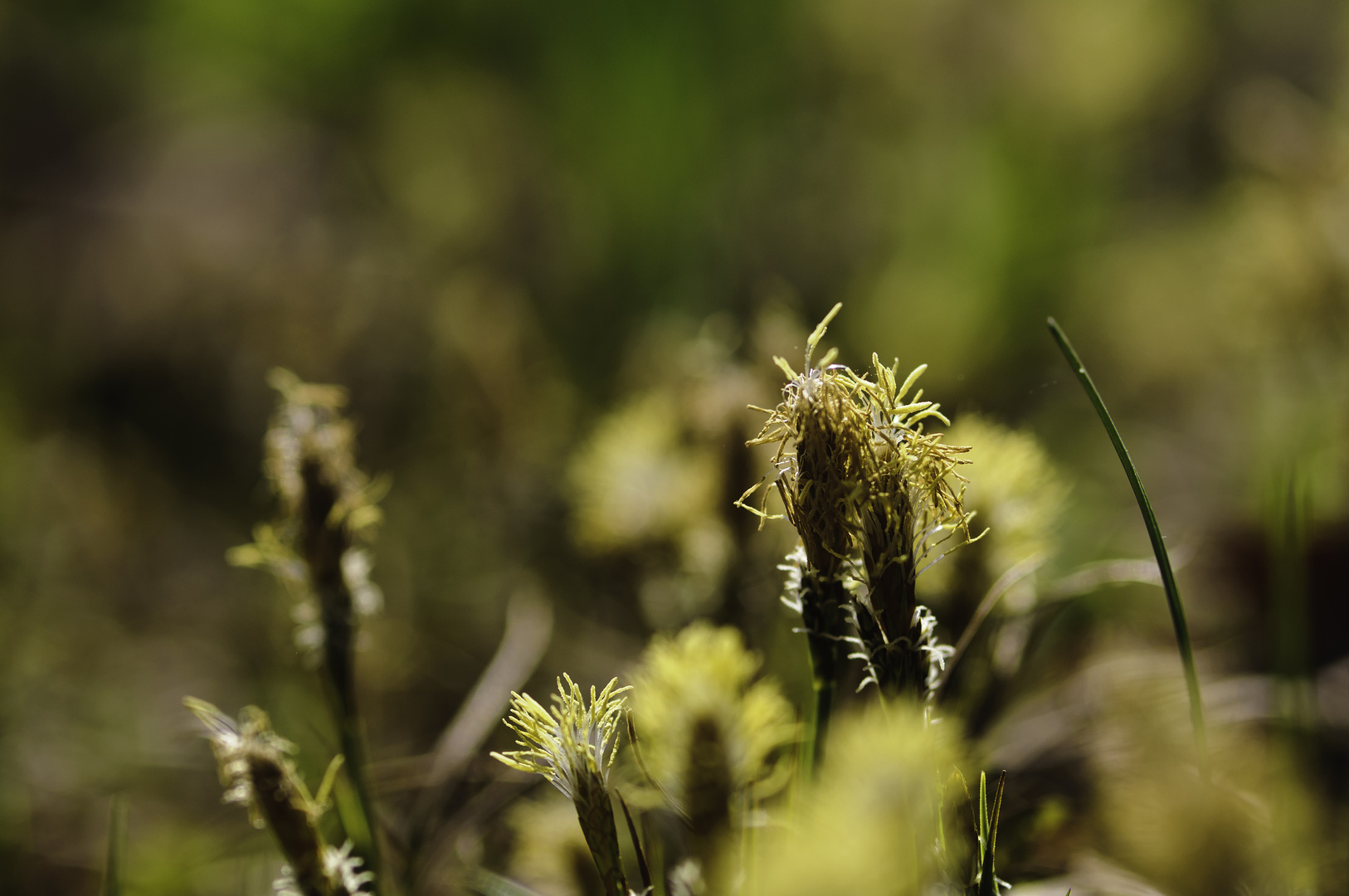 Carex blossoms