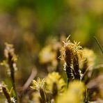 Carex blossoms