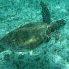 Carey Schildkröte in Akumal