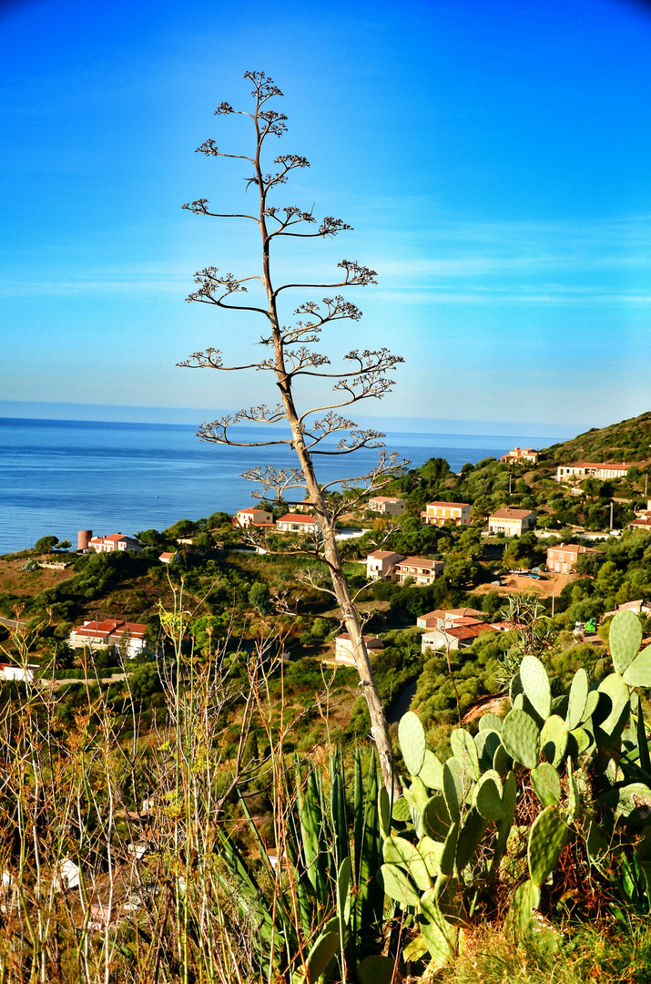 Cargese Hafen