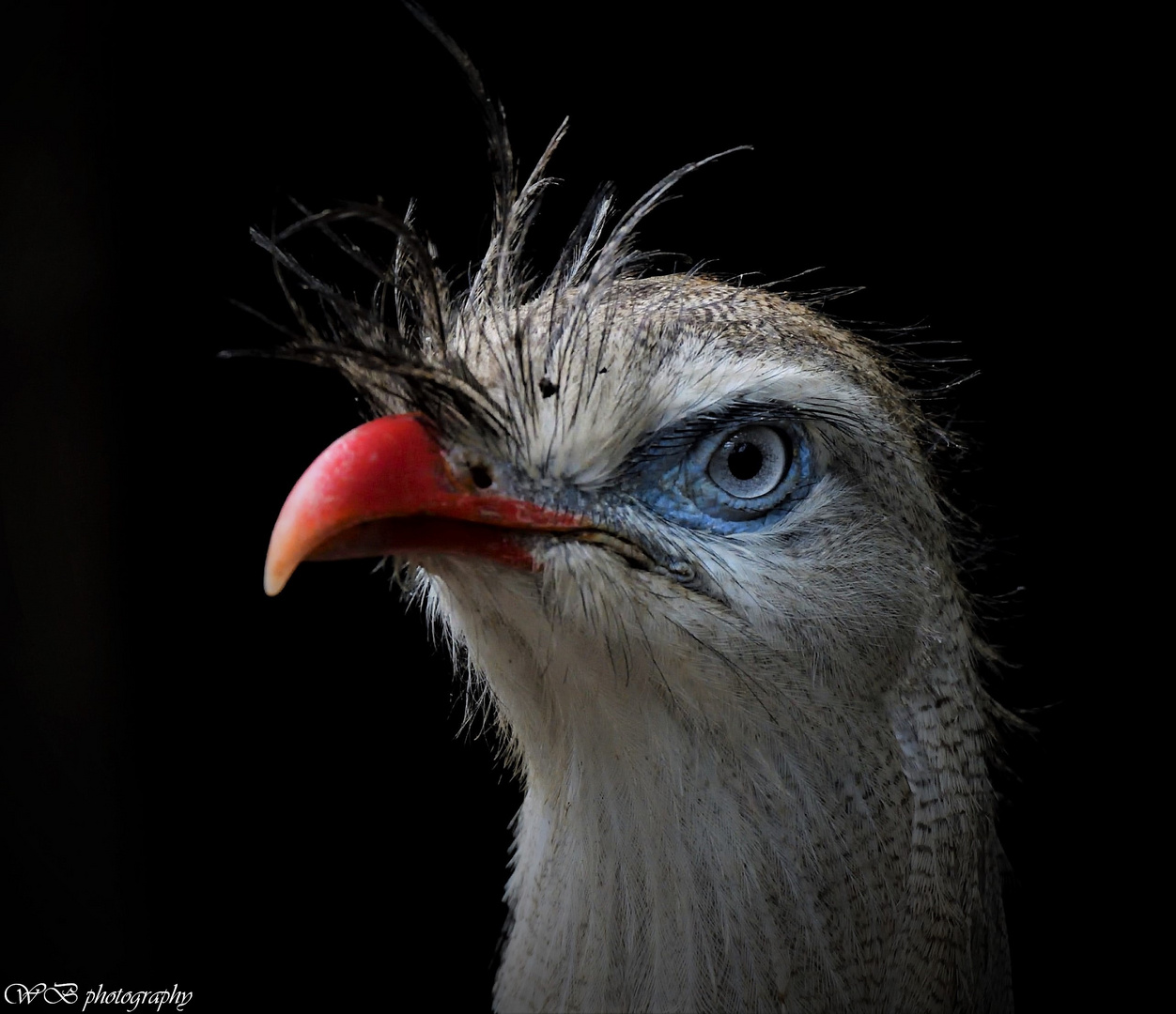 Cariama cristata