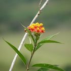 Cariaquito amarillo