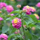 Cariaquito o Lantana bandera española